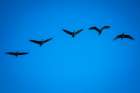 Group of five sandhill cranes flying at Bosque del Apache Art Print